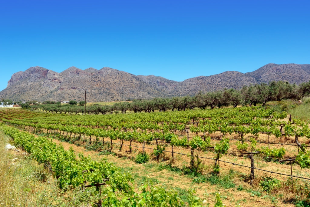 Diamantakis winery wine tasting