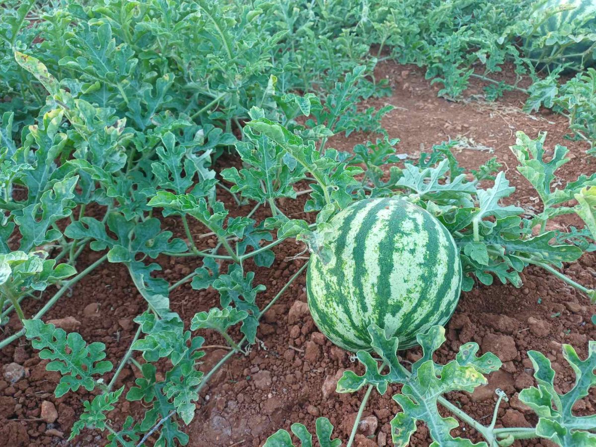 Food in Sissi Crete begins with fresh local melons grown near the village